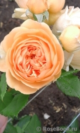 Crown Princess Margareta®