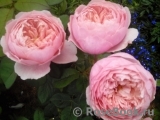 The Alnwick Rose The Alnwick Rose