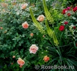 Lady of Shalott Lady of Shalott