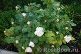 Herzogin Christiana ® Herzogin Christiana ®
