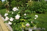 Herzogin Christiana ® Herzogin Christiana ®