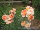 Lady of Shalott Lady of Shalott