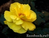 Friesia Friesia