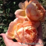 Lady of Shalott Lady of Shalott