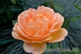 Lady of Shalott Lady of Shalott