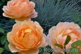 Lady of Shalott Lady of Shalott