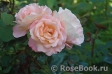 Rosemary Harkness Rosemary Harkness