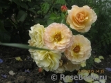 Rebecca Mary Rebecca Mary