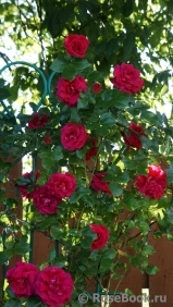 Crimson Glory Cl. Crimson Glory Cl.