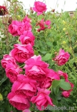 Grande Dame Grande Dame