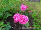Heidi Klum Rose Heidi Klum Rose