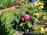 Heidi Klum Rose Heidi Klum Rose