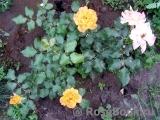 Sahara Sahara