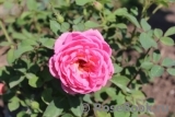 Boscobel Boscobel