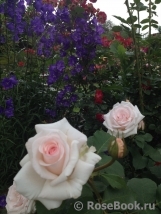 Rosa Belmonte Rosa Belmonte
