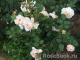 Crocus Rose® Crocus Rose®