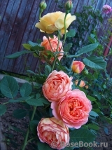 Lady of Shalott Lady of Shalott