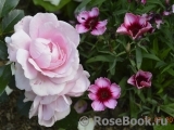 Rosenfee Rosenfee