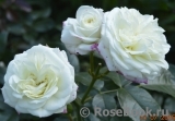 Alabaster Alabaster