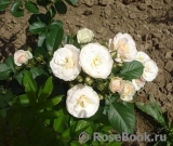 Bouquet Parfait