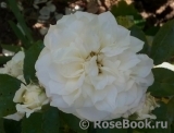 Alabaster Alabaster