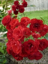 Scarlet Meillandecor Scarlet Meillandecor