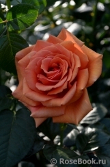Ashram Ashram