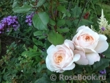Crocus Rose® Crocus Rose®
