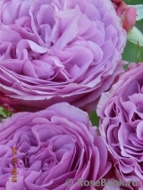 Lavender Ice Lavender Ice