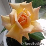 Caron Keating Rose Caron Keating Rose