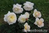 Crocus Rose® Crocus Rose®