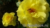 Friesia Friesia