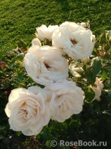 Lions Rose Lions Rose