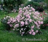 Heavenly Pink Heavenly Pink