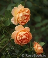 Lady of Shalott Lady of Shalott