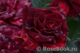 Black Baccara Black Baccara