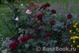 Black Baccara Black Baccara