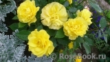 Friesia Friesia