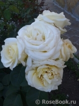 Chopin Chopin