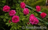 Rosier Rose Lalande de Pomerol ® Rosier Rose Lalande de Pomerol ®