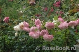 Kordes' Rosenfaszination ® Kordes' Rosenfaszination ®