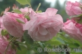 Kordes' Rosenfaszination ® Kordes' Rosenfaszination ®