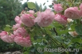 Kordes' Rosenfaszination ® Kordes' Rosenfaszination ®