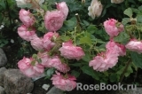 Kordes' Rosenfaszination ® Kordes' Rosenfaszination ®