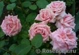 Frederic Mistral® Frederic Mistral®