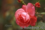 Rosanna Rosanna