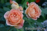 Lady of Shalott Lady of Shalott