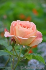 Lady of Shalott Lady of Shalott
