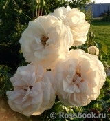 Lions Rose Lions Rose