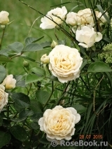 Cream Abundance Cream Abundance